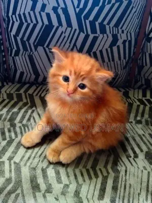 Ginger Persian Kitten