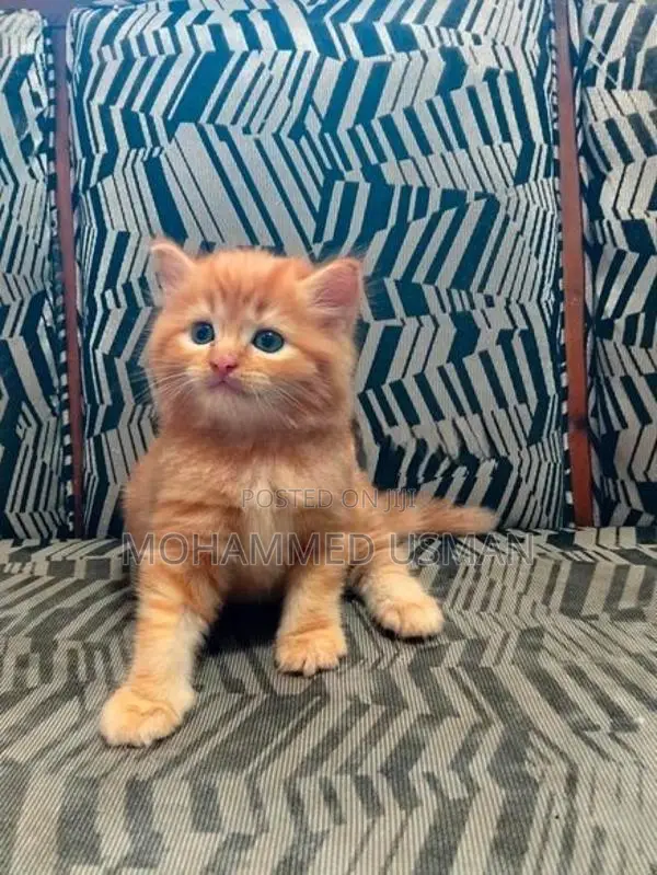 Ginger Persian Kitten