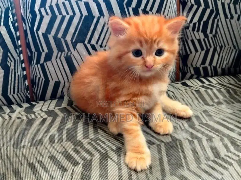 Ginger Persian Kitten