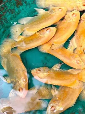 Oscar Fish