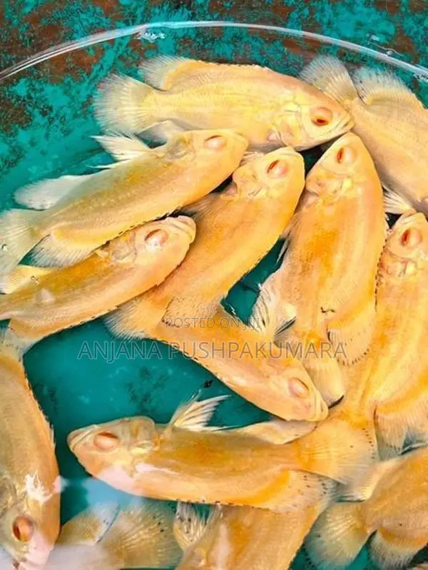 Oscar Fish