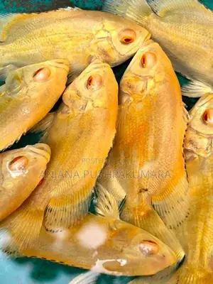 Oscar Fish