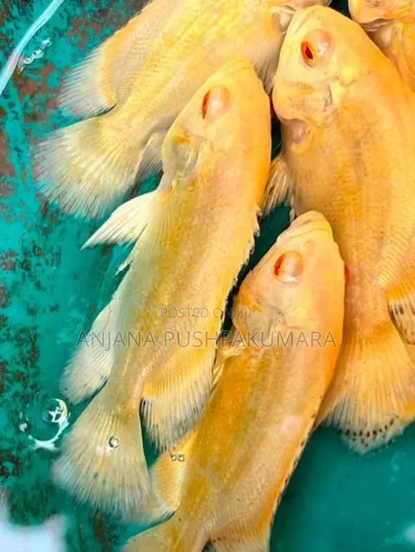 Oscar Fish