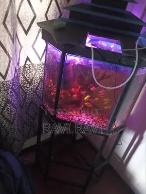 Fish Tank Aquarium