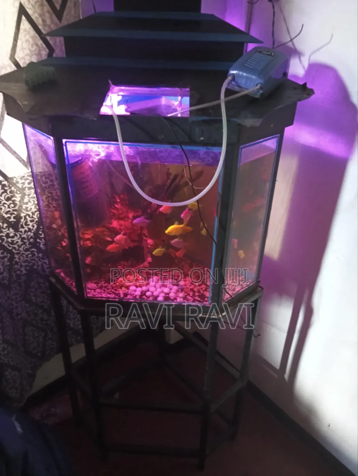 Fish Tank Aquarium