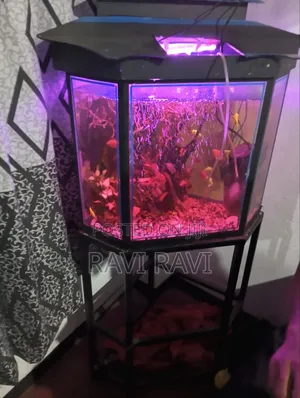 Fish Tank Aquarium