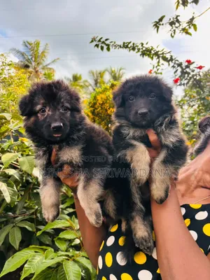 0-1 month Male Purebred German Shepherd