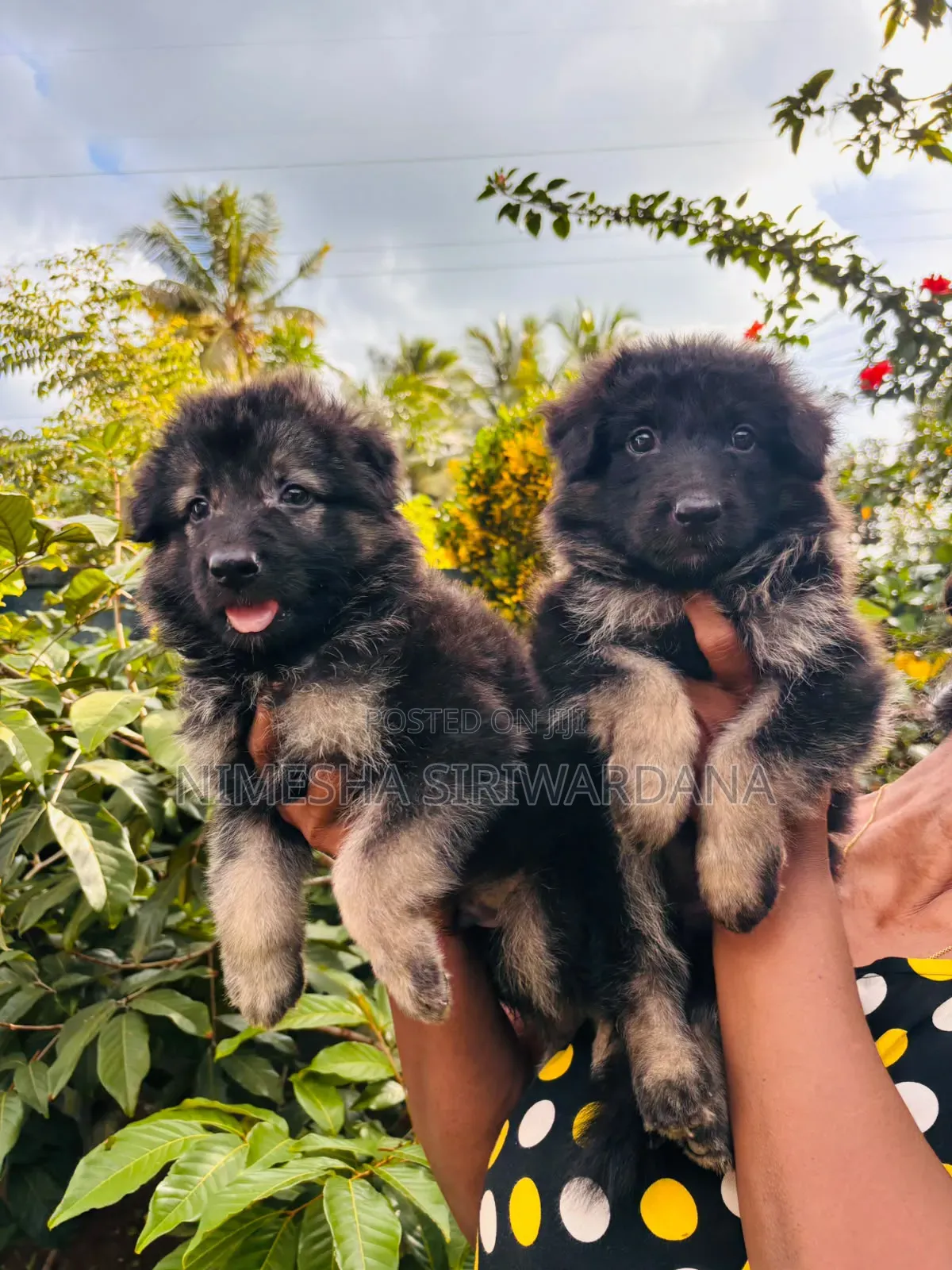 0-1 month Male Purebred German Shepherd