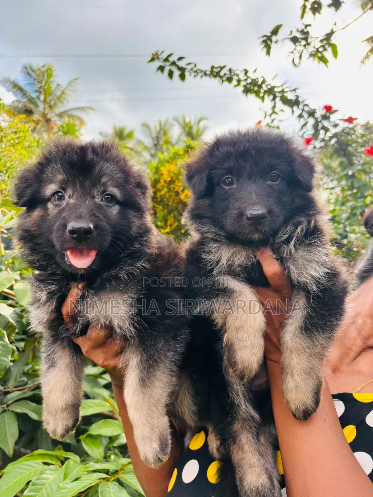 0-1 month Male Purebred German Shepherd