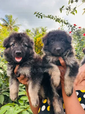 0-1 month Male Purebred German Shepherd