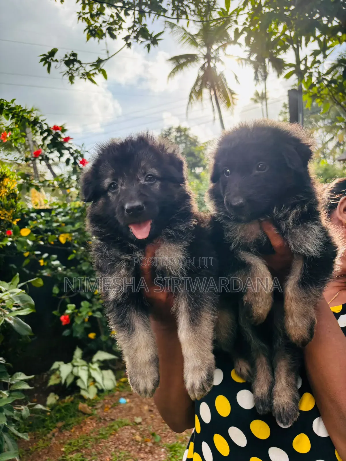 0-1 month Male Purebred German Shepherd
