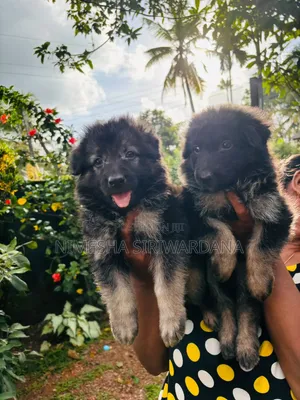 0-1 month Male Purebred German Shepherd