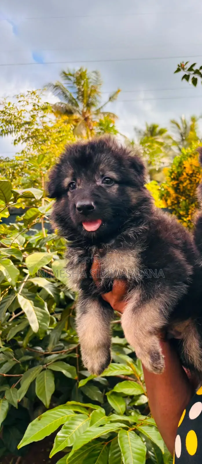 0-1 month Male Purebred German Shepherd