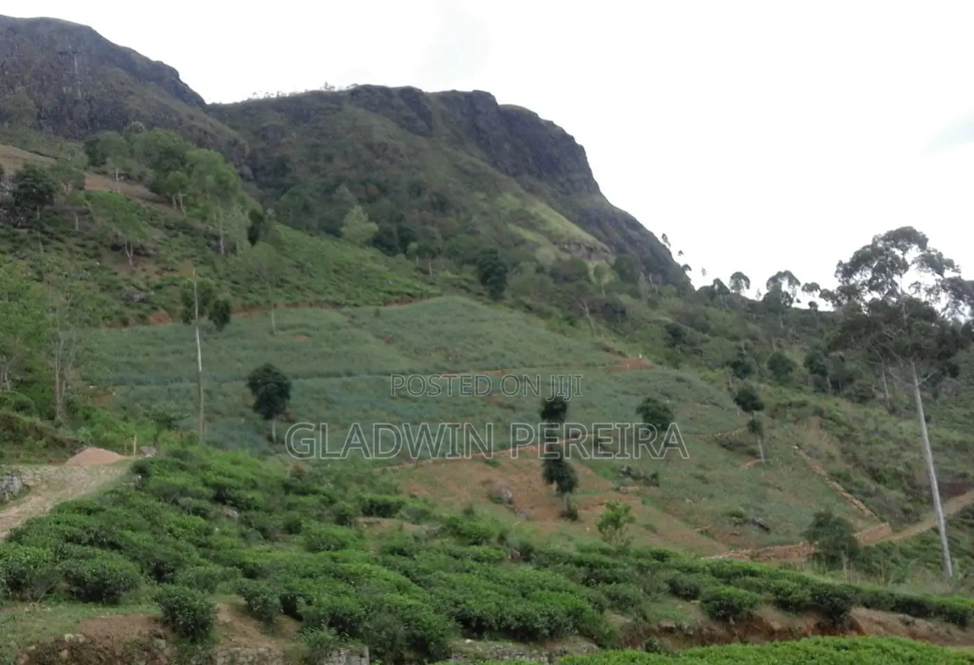 Scenic Land for Sale in NuweraEliya District