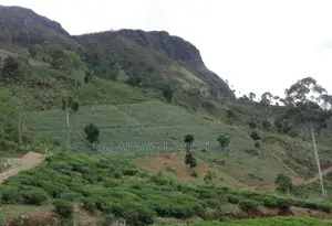 Scenic Land for Sale in NuweraEliya District