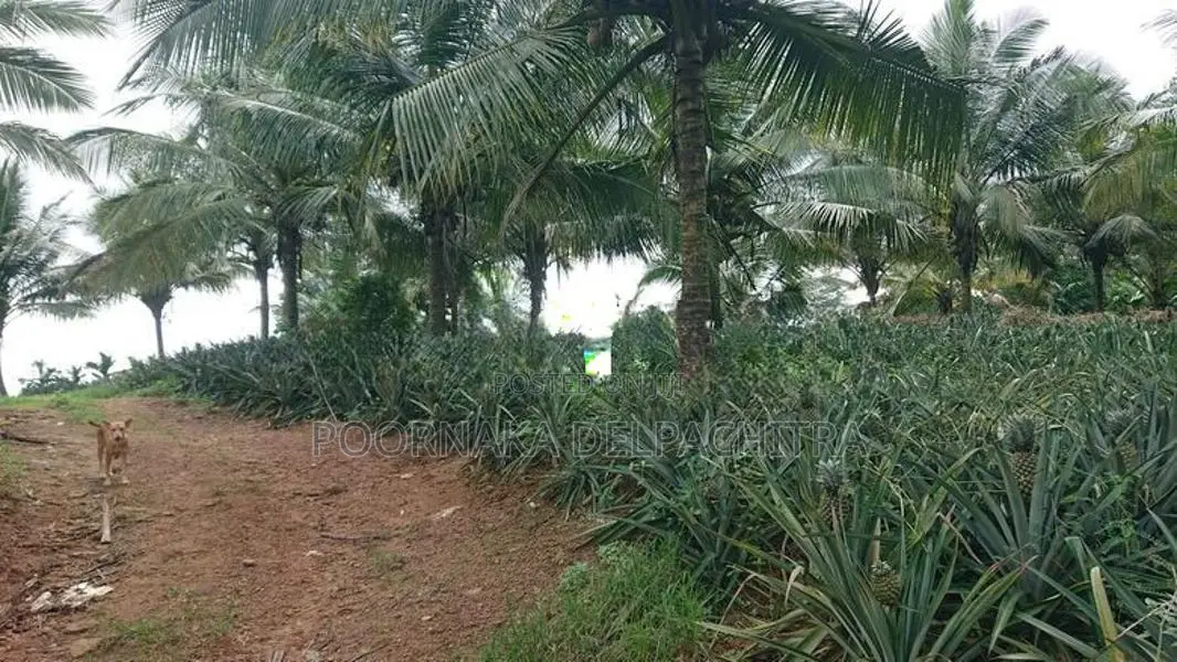 Agricultural Estate for Sale in Amithirigala
