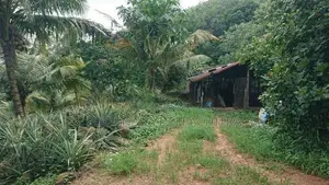 Agricultural Estate for Sale in Amithirigala