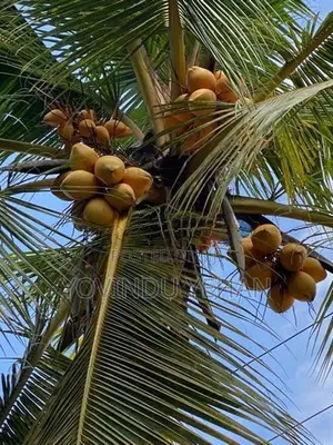 ගෝනපිනුවලින් පර්චස් 50 ක අගනා ඉඩමක්