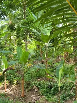 ගෝනපිනුවලින් පර්චස් 50 ක අගනා ඉඩමක්