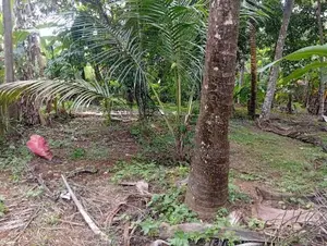 Land for Sale පොල්ගහවෙල