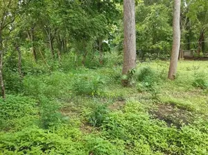 Land for Sale in Kataragama