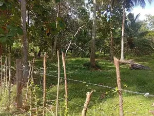 Land for Sale Narammala