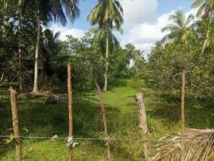 Land for Sale Narammala
