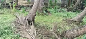Land Sale Mutur