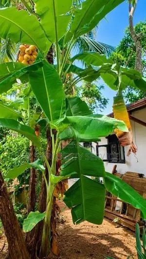 Land with a house for Sale in Polgasowita (SSPL-488)