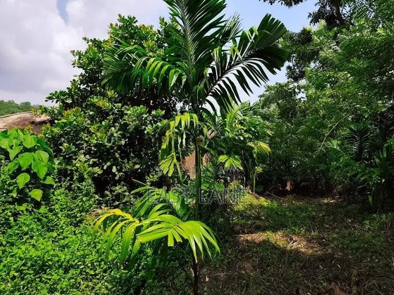 Land for Sale in Alawwa