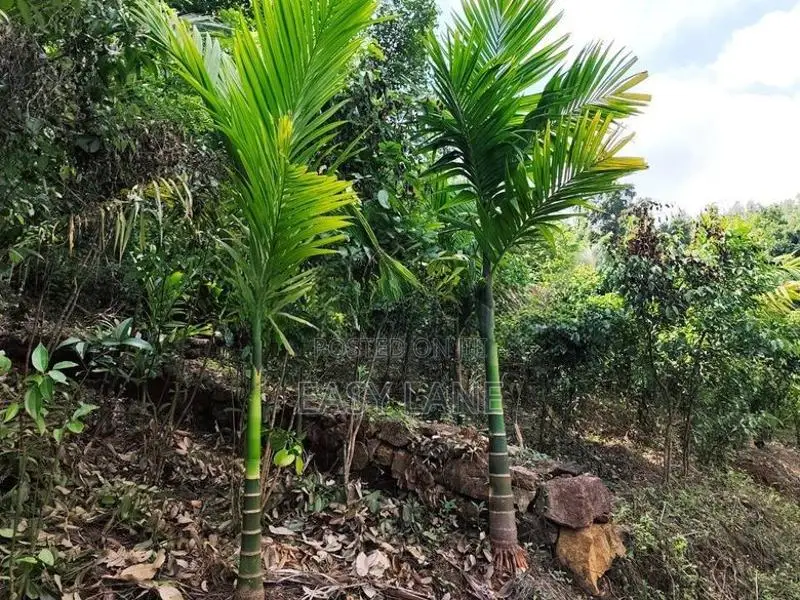 Land for Sale in Alawwa