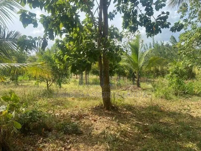 දඹුල්ලෙන් අනර්ග ඉඩමක් විකිණීමට