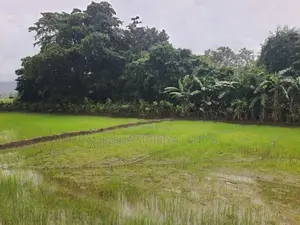 Land for Sale in Dambulla - දඹුල්ලෙන් ඉඩමක් විකිණීමට