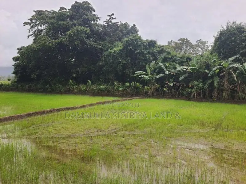 Land for Sale in Dambulla - දඹුල්ලෙන් ඉඩමක් විකිණීමට