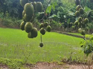 Land for Sale in Dambulla - දඹුල්ලෙන් ඉඩමක් විකිණීමට