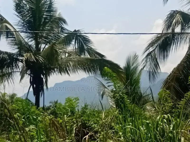 Land For Sale In Dambulla - දඹුල්ලෙන් අනර්ග ඉඩමක් විකිණීමට