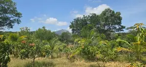 Land For Sale In Dambulla - දඹුල්ලෙන් අනර්ග ඉඩමක් විකිණීමට