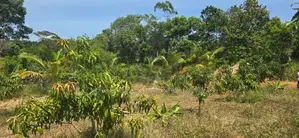 Land For Sale In Dambulla - දඹුල්ලෙන් අනර්ග ඉඩමක් විකිණීමට