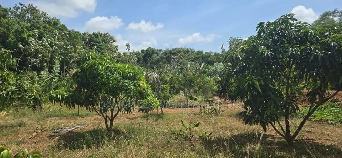 Land For Sale In Dambulla - දඹුල්ලෙන් අනර්ග ඉඩමක් විකිණීමට