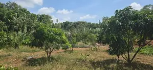 Land For Sale In Dambulla - දඹුල්ලෙන් අනර්ග ඉඩමක් විකිණීමට