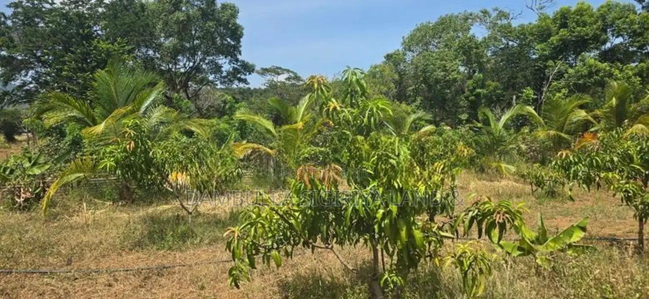 Land For Sale In Dambulla - දඹුල්ලෙන් අනර්ග ඉඩමක් විකිණීමට