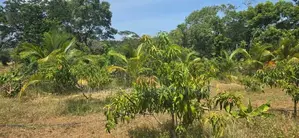 Land For Sale In Dambulla - දඹුල්ලෙන් අනර්ග ඉඩමක් විකිණීමට