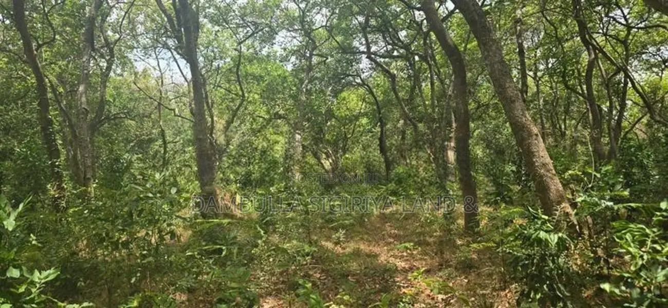 Land For Sale in Sigiriya - සීගිරියෙන් ඉඩමක් විකිණීමට