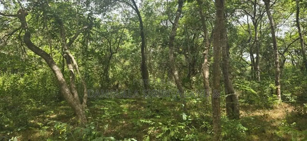 Land For Sale in Sigiriya - සීගිරියෙන් ඉඩමක් විකිණීමට