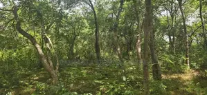 Land For Sale in Sigiriya - සීගිරියෙන් ඉඩමක් විකිණීමට