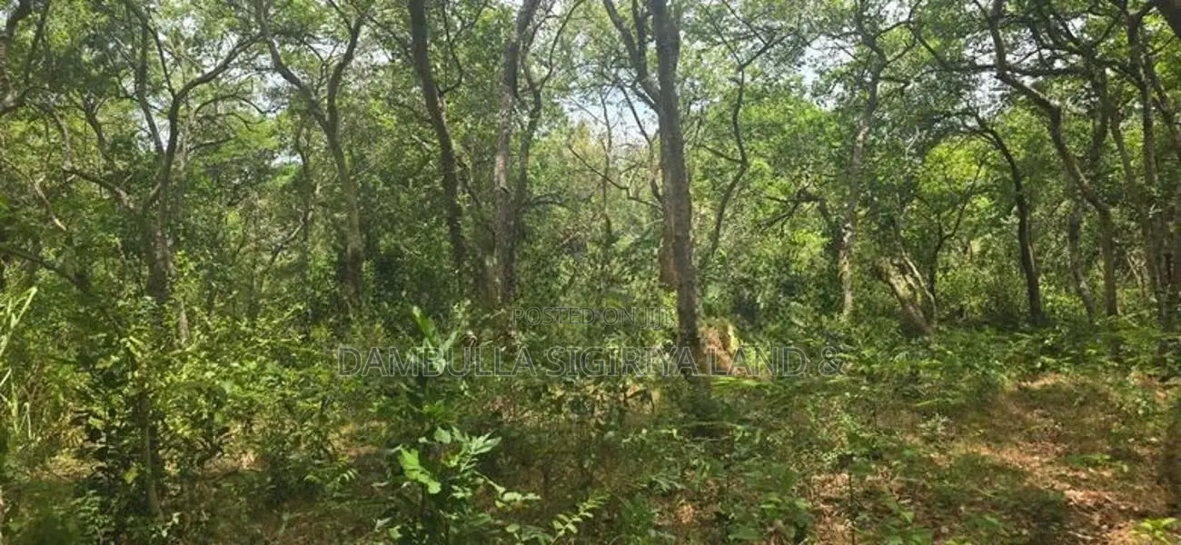 Land For Sale in Sigiriya - සීගිරියෙන් ඉඩමක් විකිණීමට