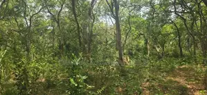 Land For Sale in Sigiriya - සීගිරියෙන් ඉඩමක් විකිණීමට