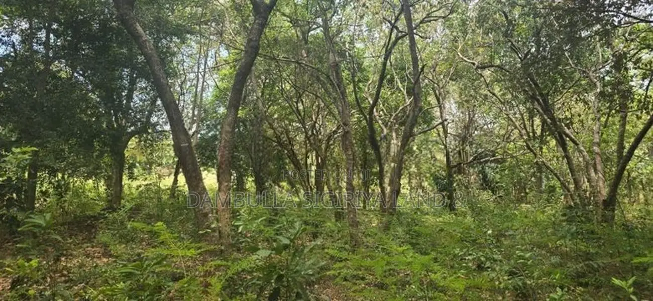 Land For Sale in Sigiriya - සීගිරියෙන් ඉඩමක් විකිණීමට