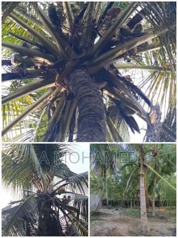 Land For Sale In Nintavur Sainthamaruthu