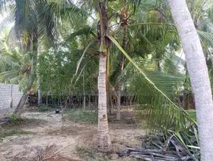 Land For Sale In Nintavur Sainthamaruthu